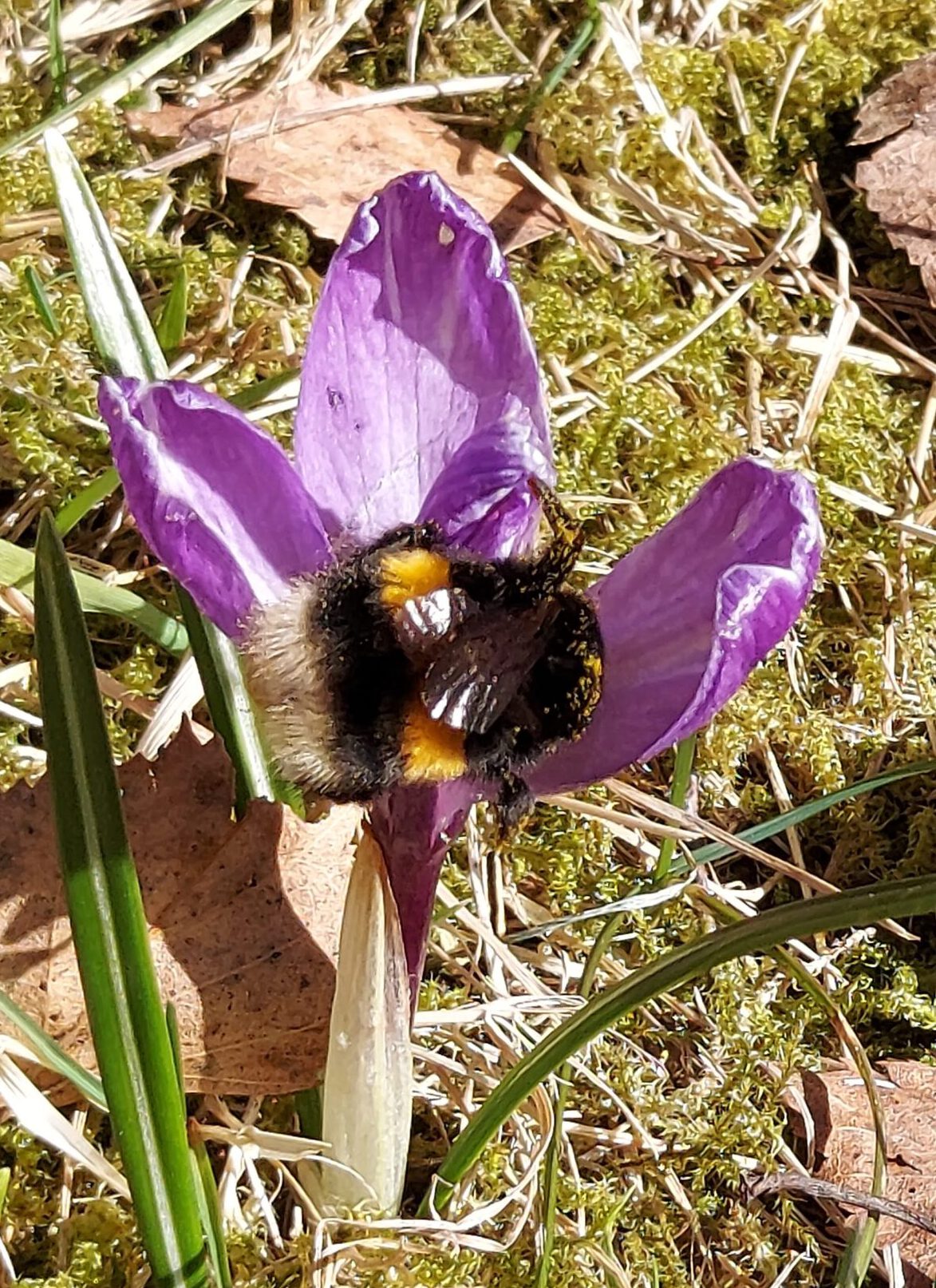 hommel hommel