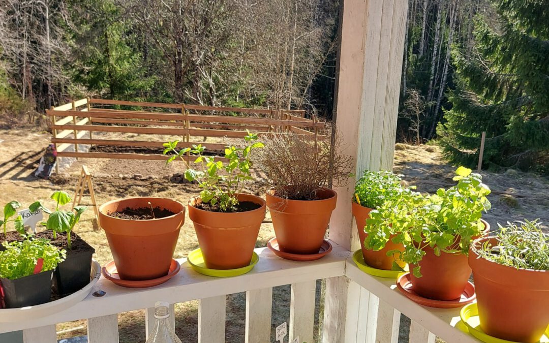 De tuin in April…