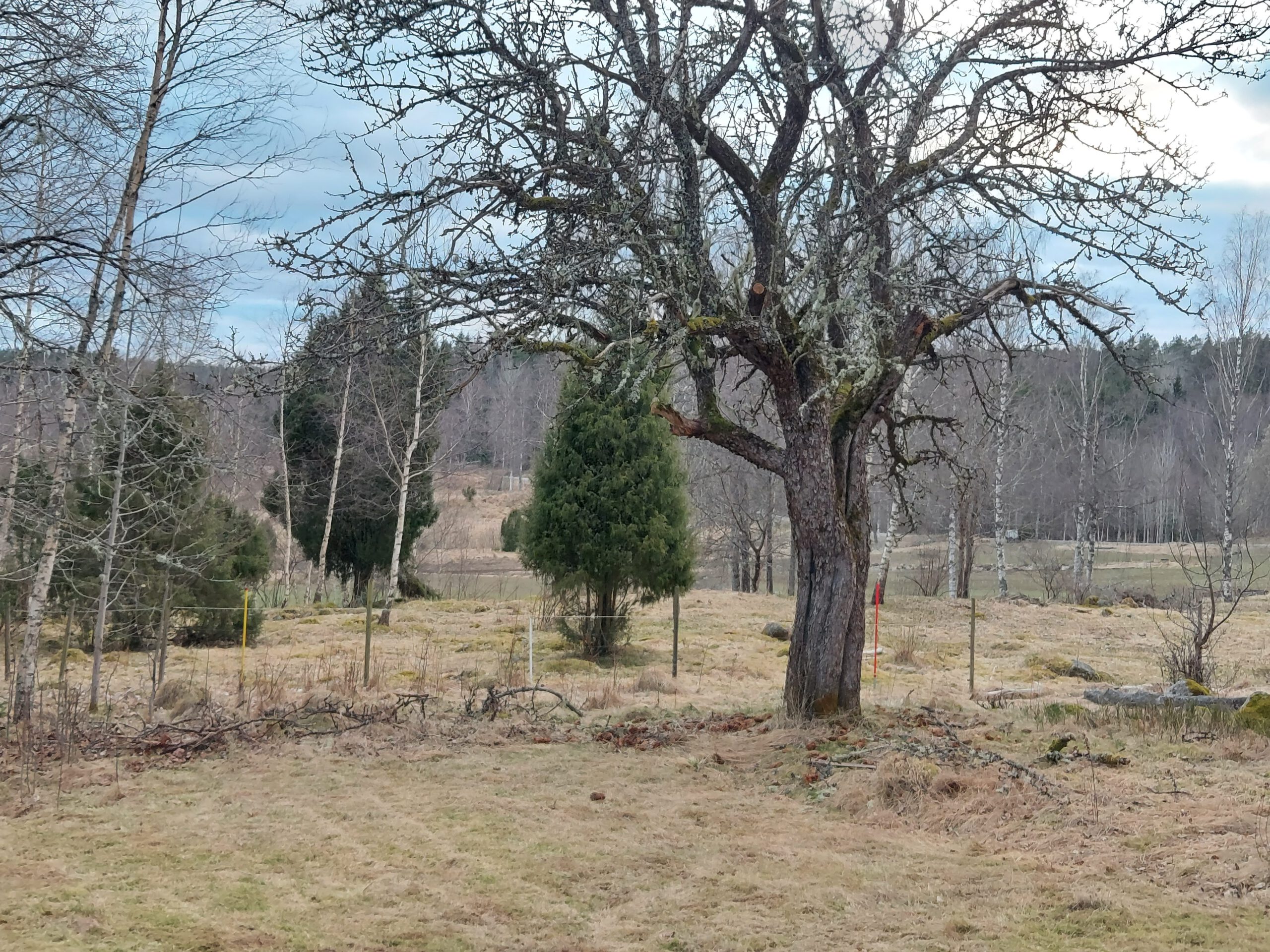 Appelboom Appelboom