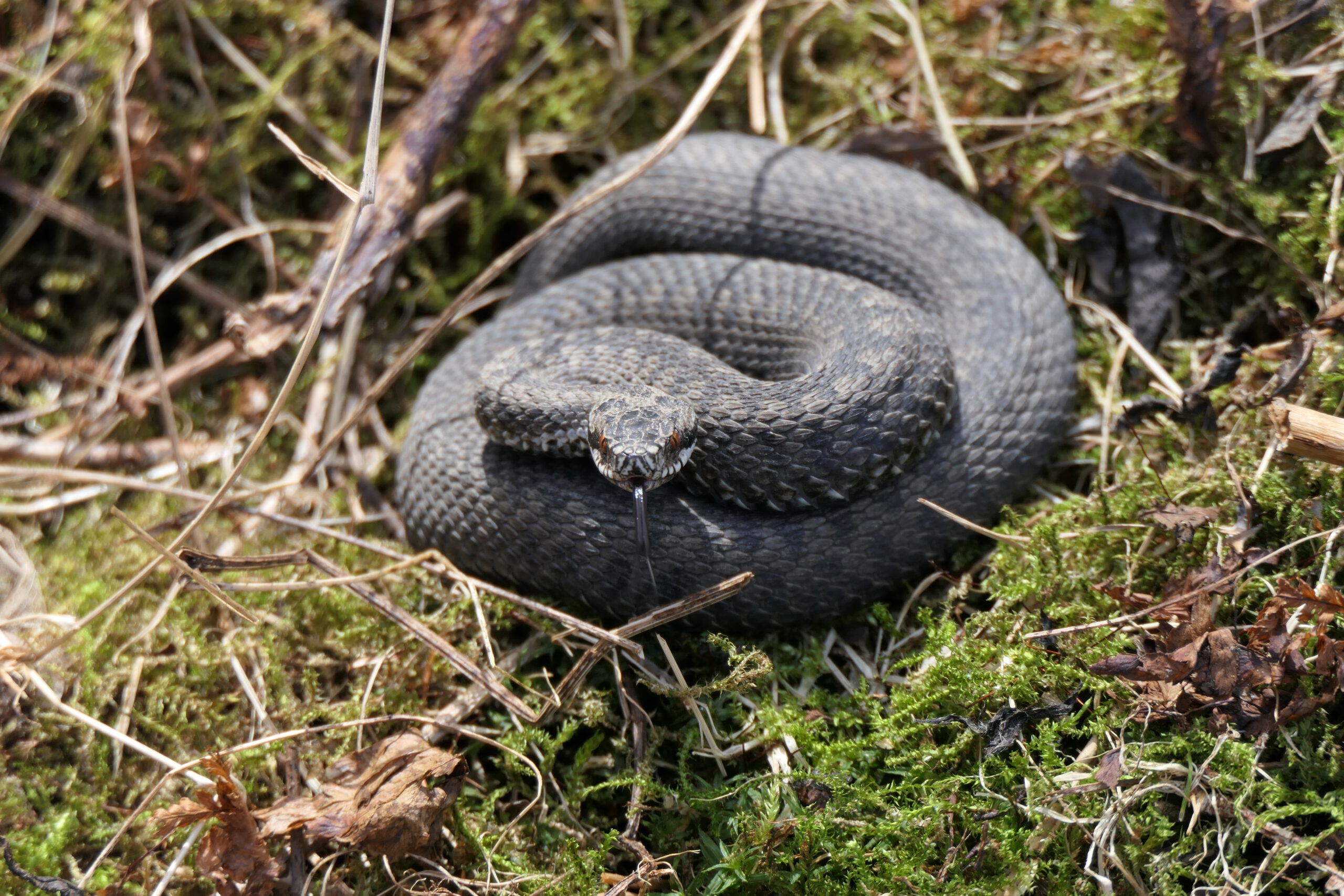 Adder opgerold