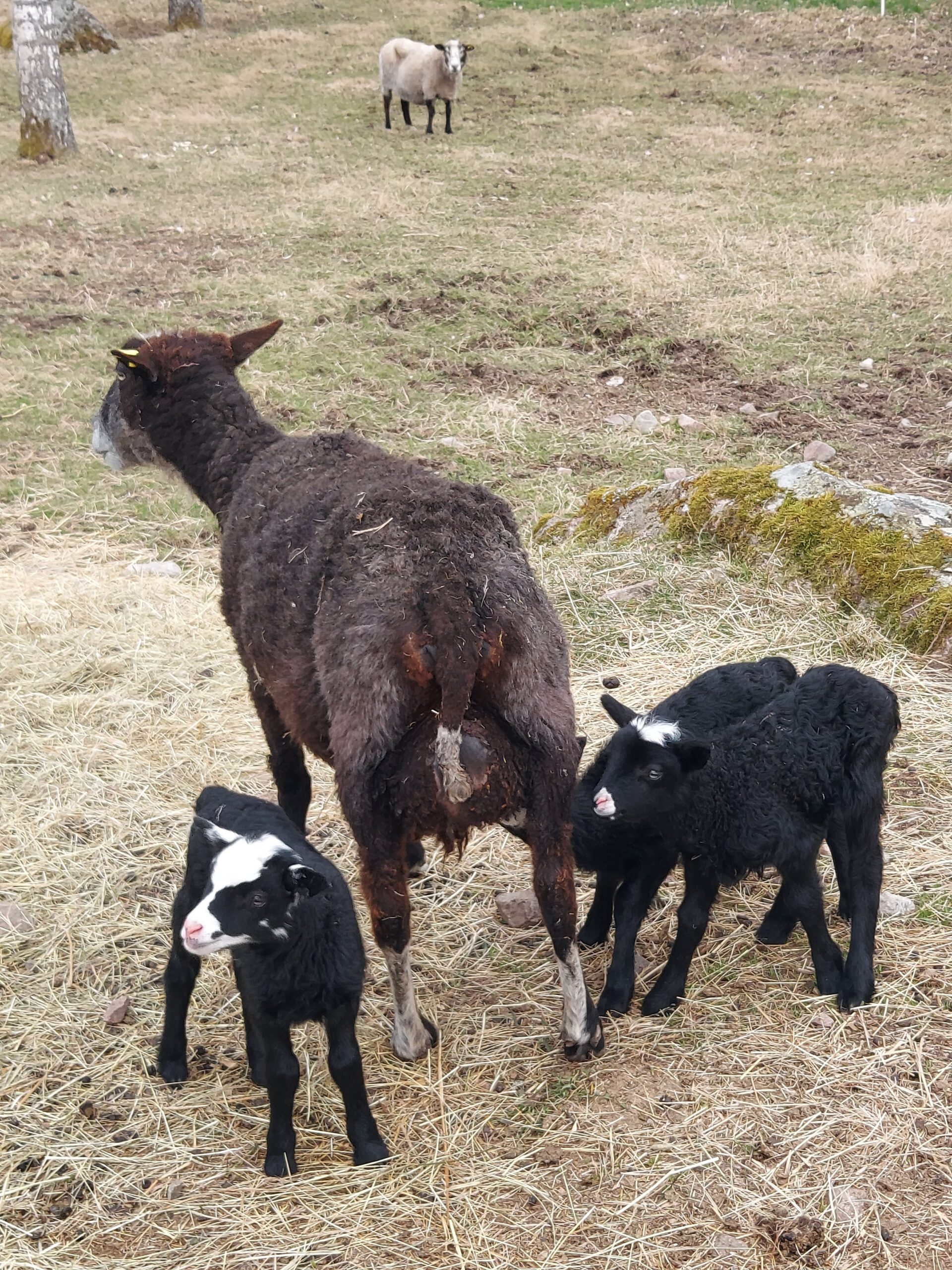 drie lammetjes