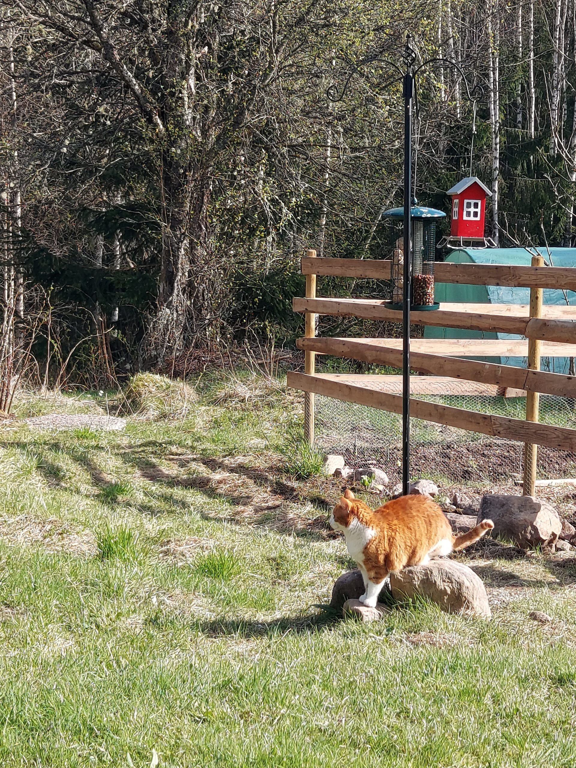 pico op jacht