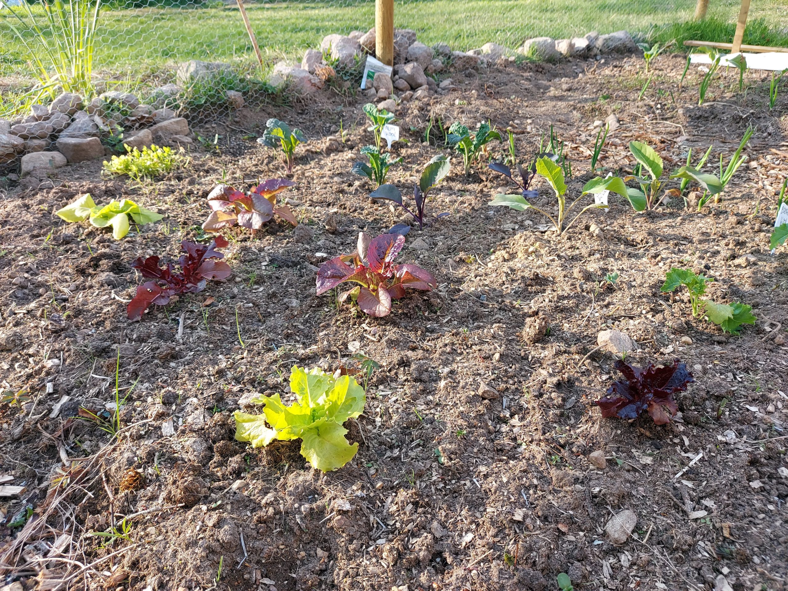 moestuin Zweden sla