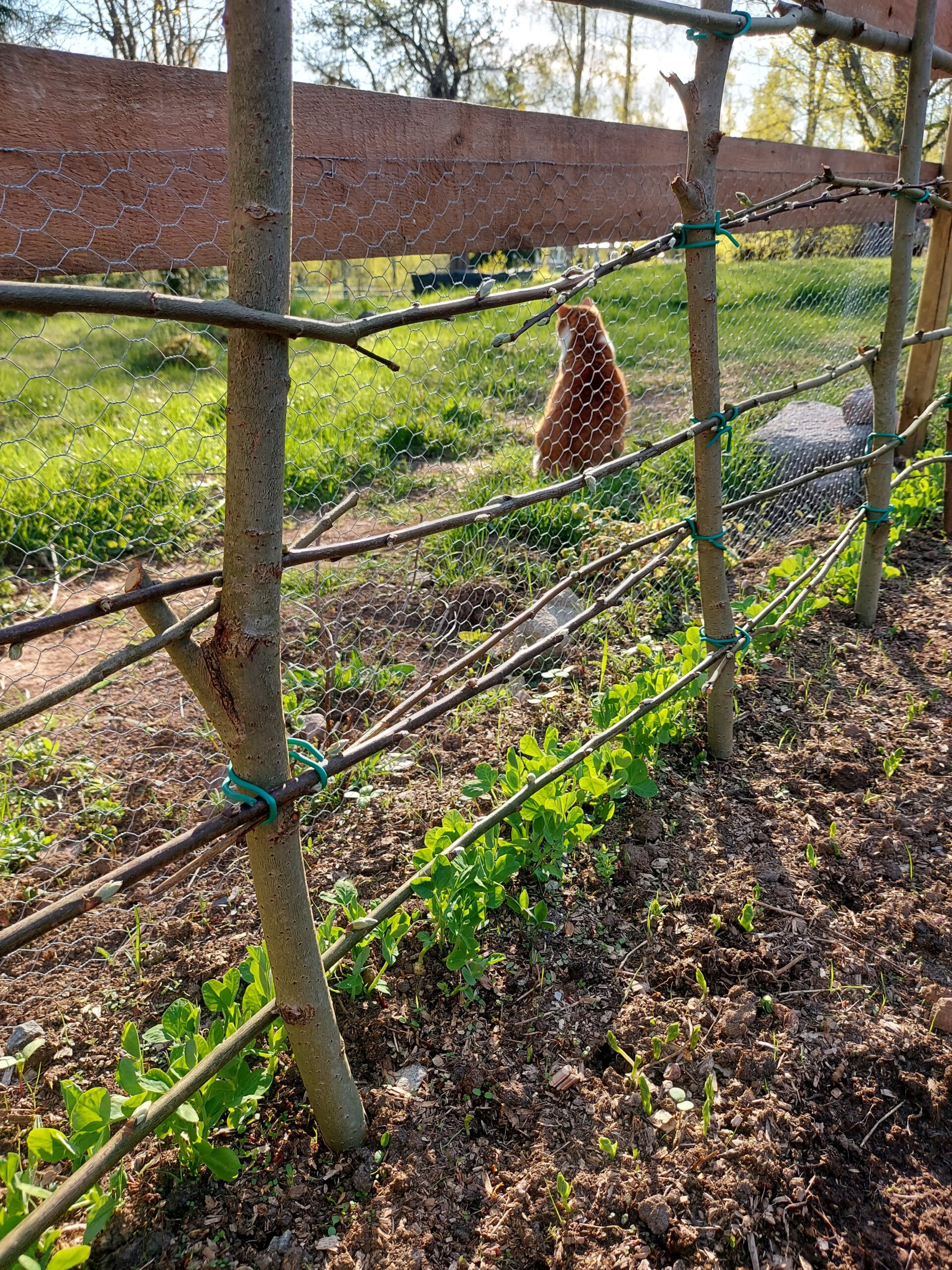 Moestuin in Zweden