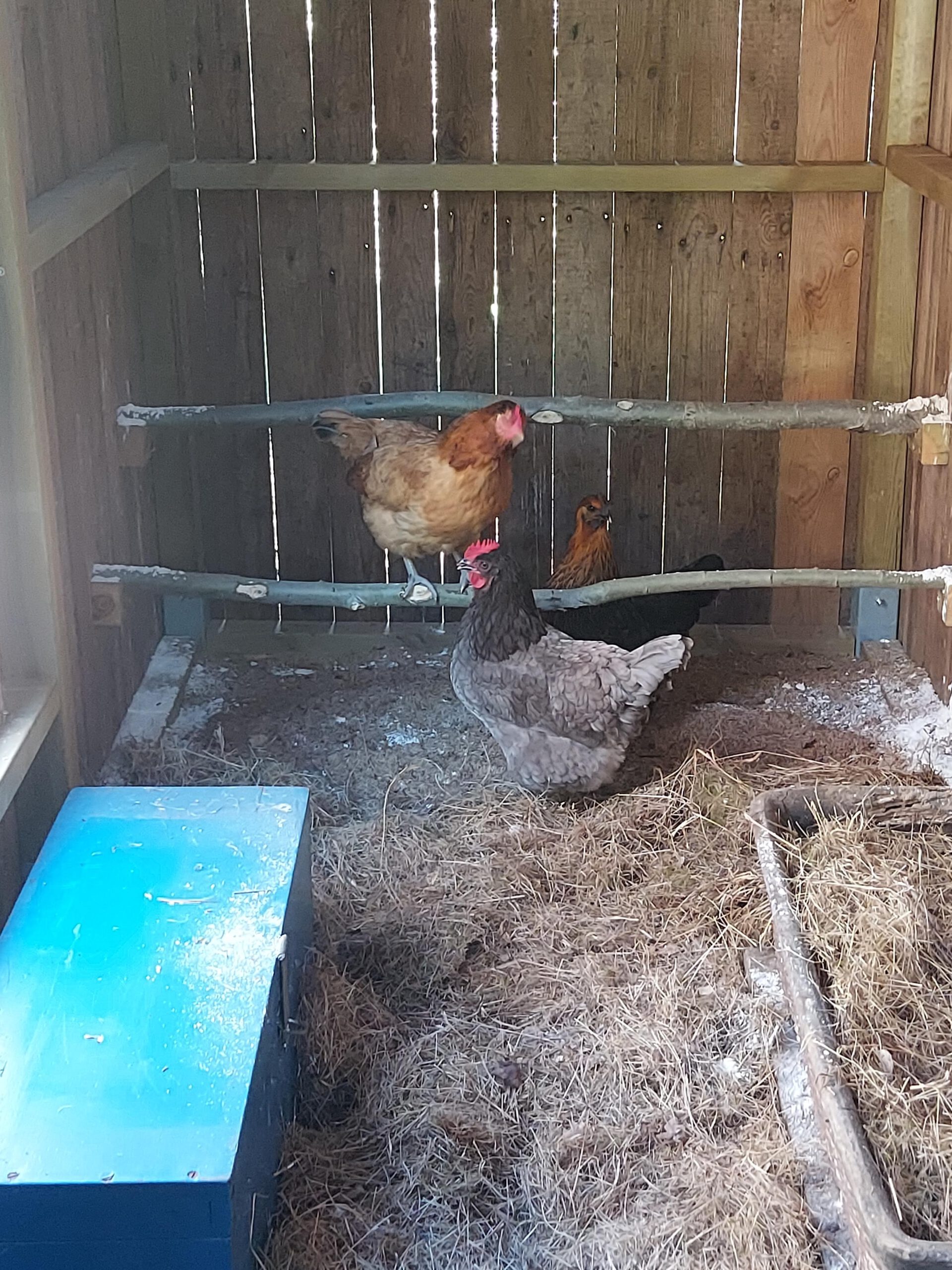 Chickies dag1