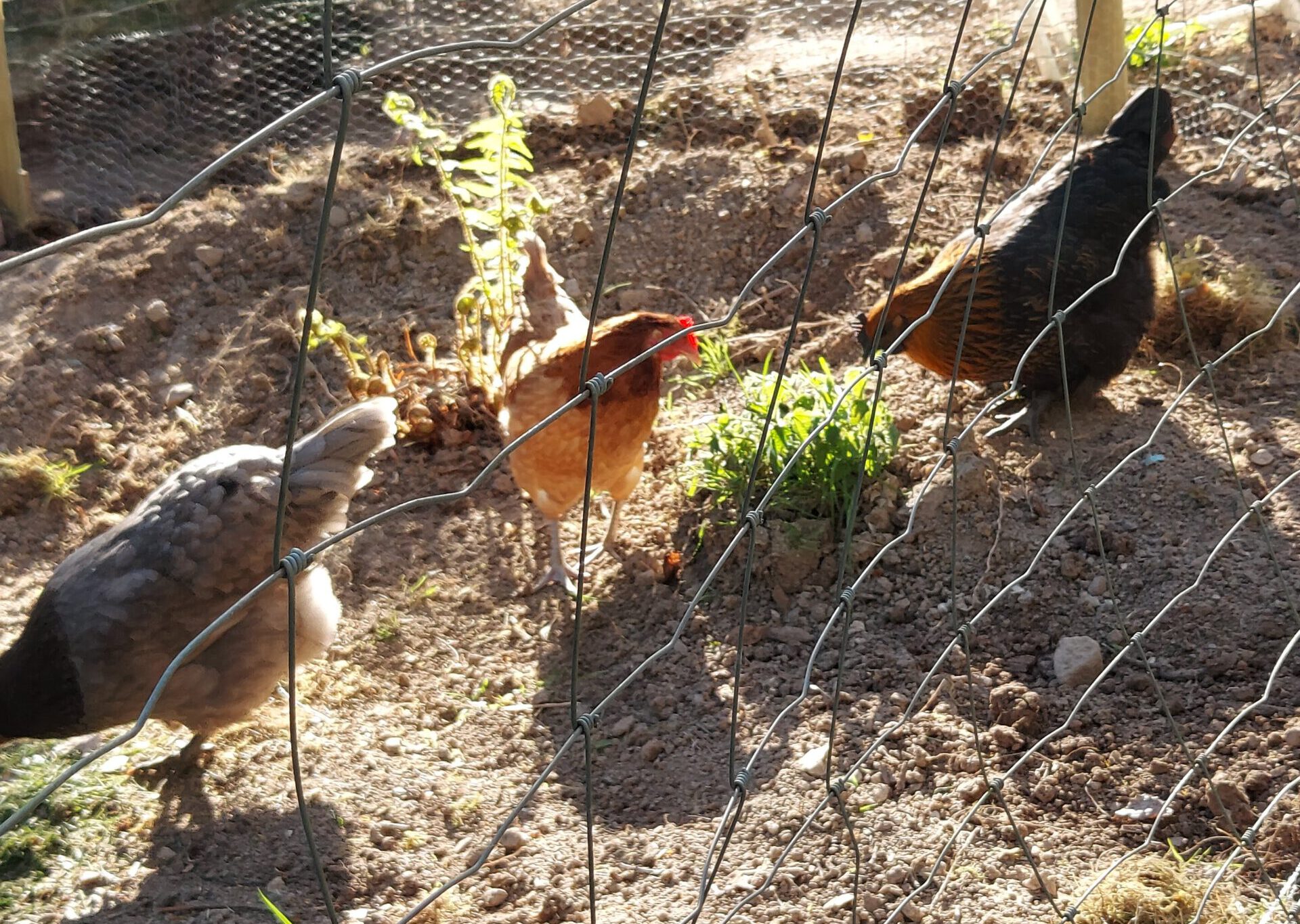 scharrelkippen houden in Zweden