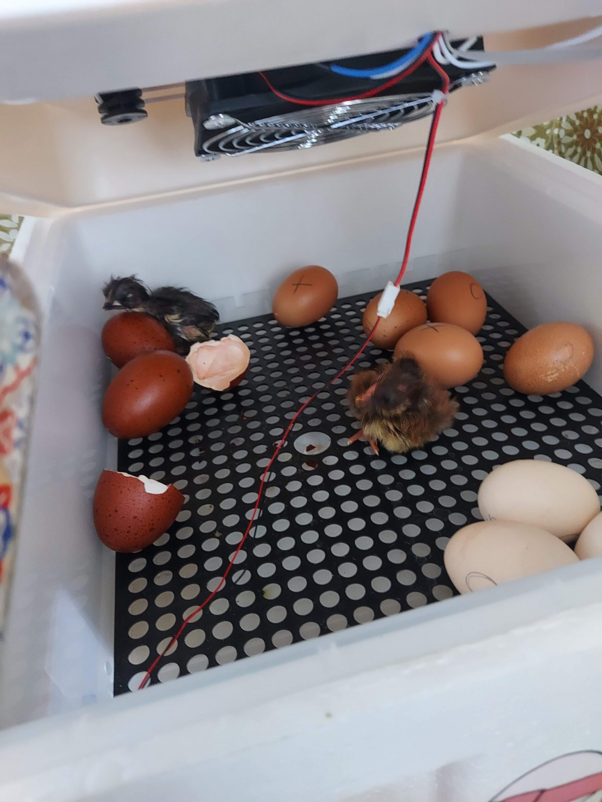 Chickies in broedmachine