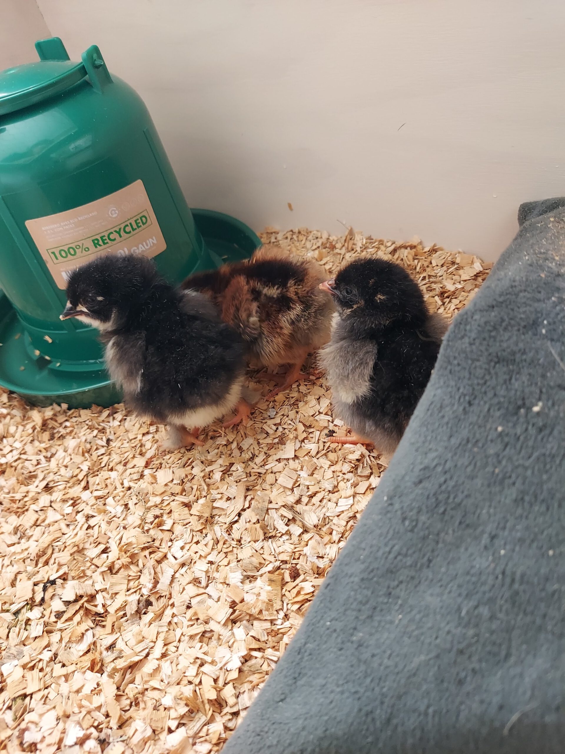 chickies