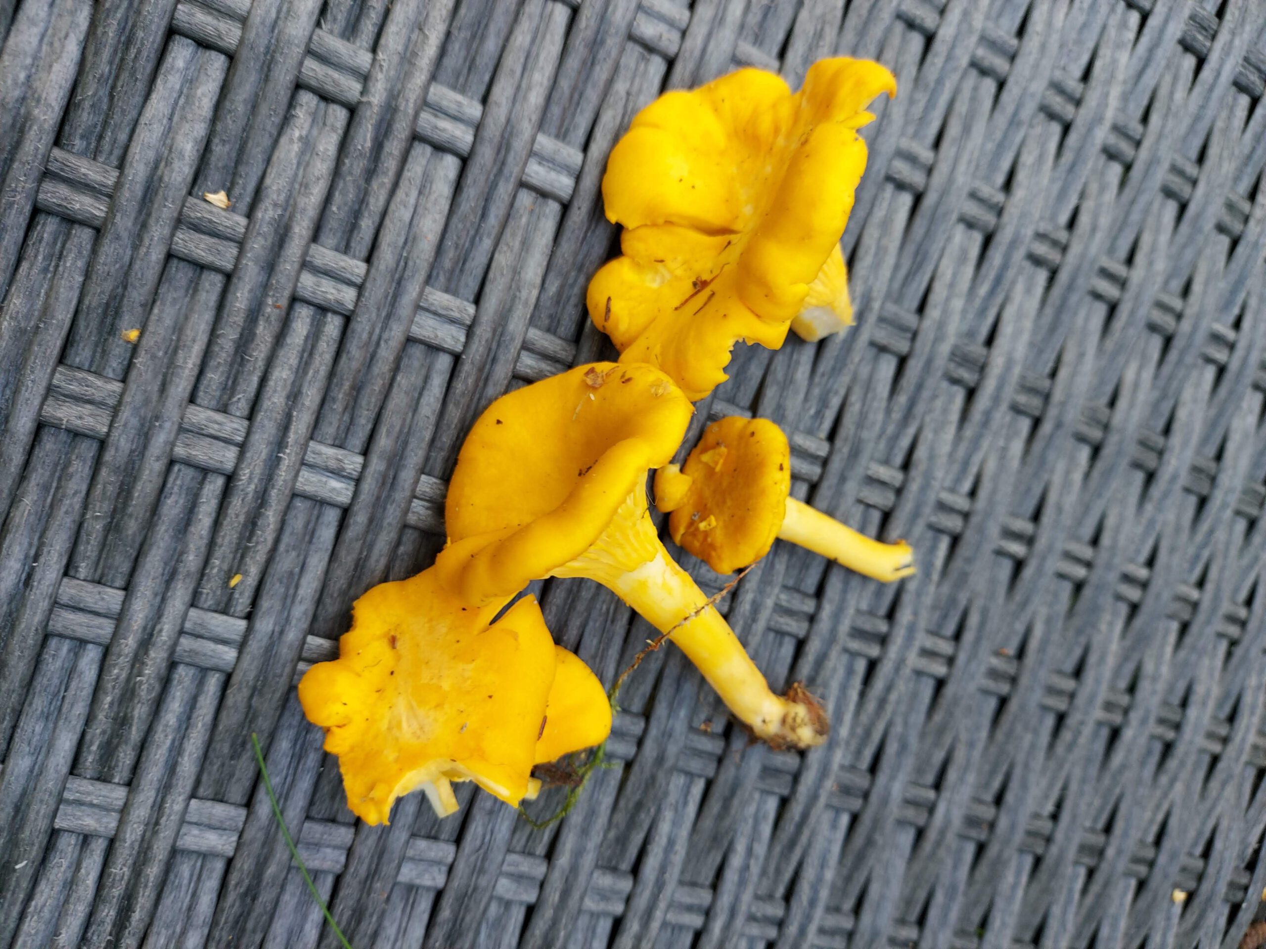 drie en een halve cantarel