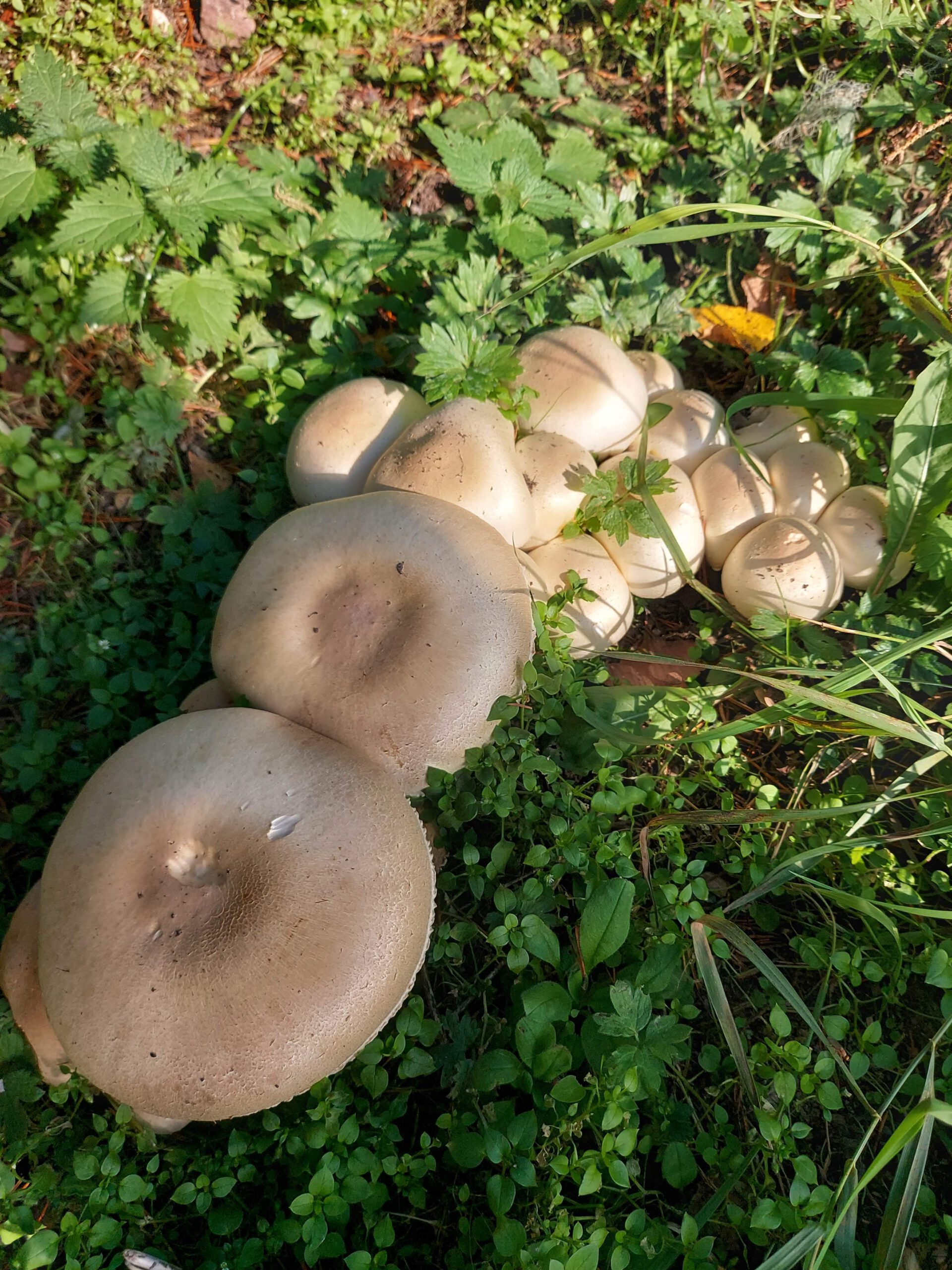 Anijs champignon