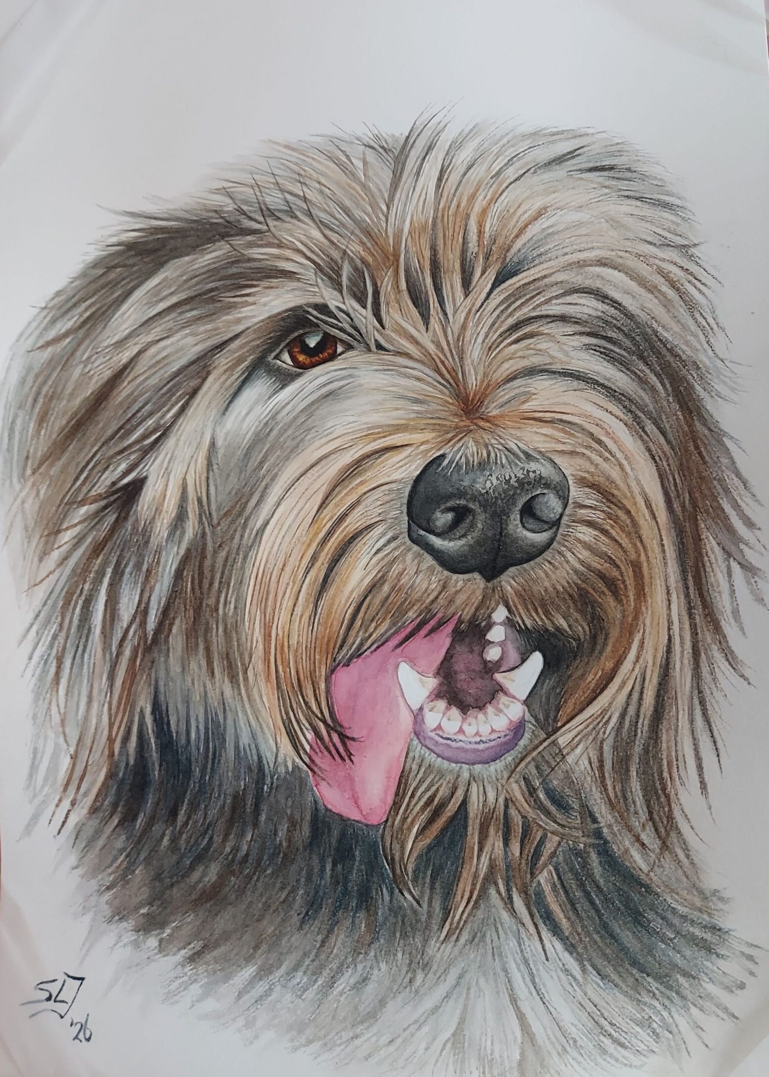 aquarel Hond Schapendoes