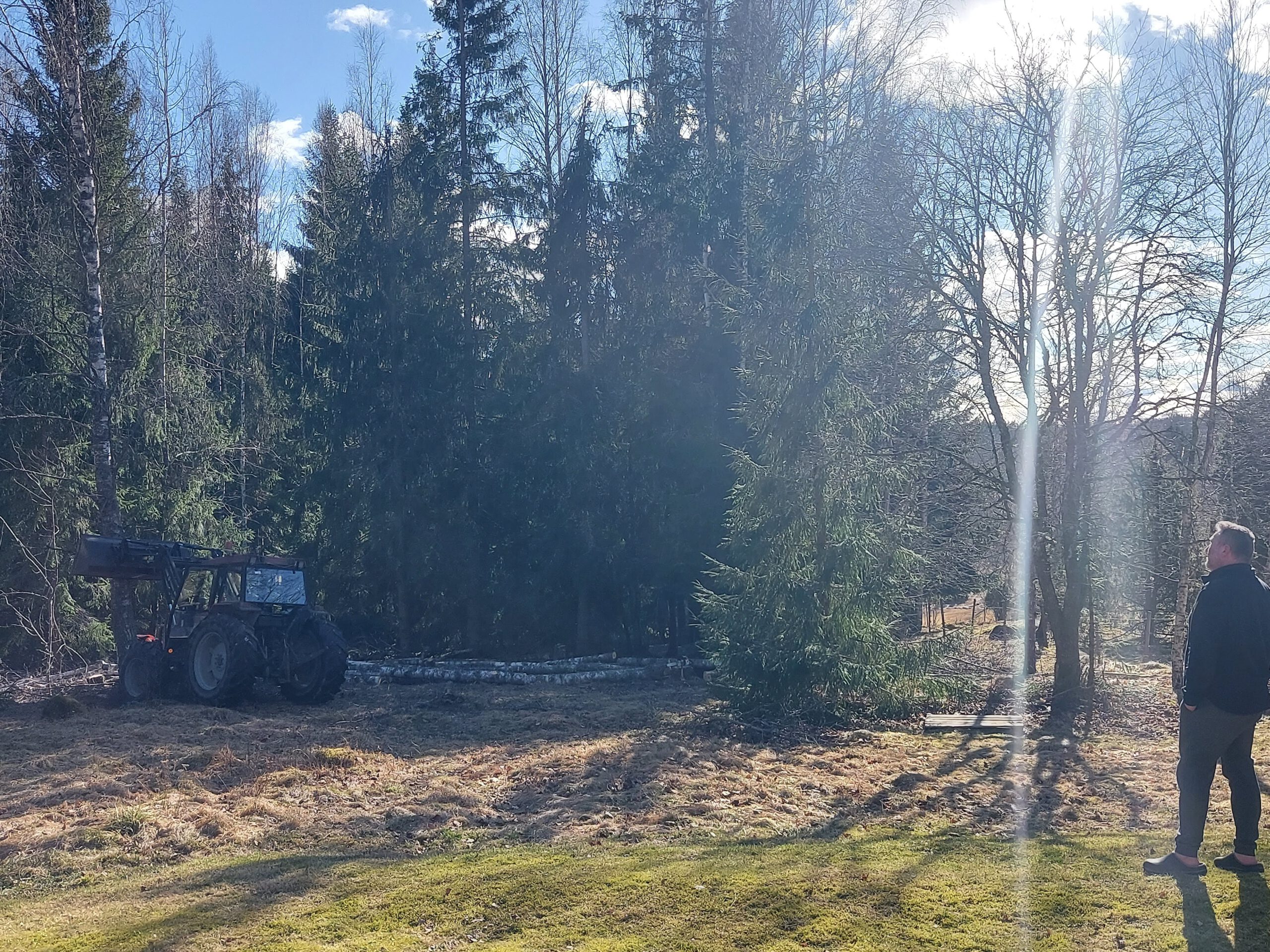 bomen rooien